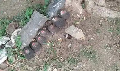 Arulmigu Karupparayaswamy Temple, Nanjai Puliyampatti - 638506 அருள்மிகு கருப்பராயஸ்வாமி திருக்கோயில், Nanjai Puliyampatti - 638506, Erode - Ancient Temple Architecture and History Image 4