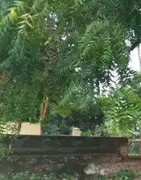 Arulmigu Karuppasami Temple, -, Neduvayal - 627803 அருள்மிகு கருப்பசாமி திருக்கோயில், -, Neduvayal - 627803, Tenkasi - Ancient Temple Architecture and History Image 3