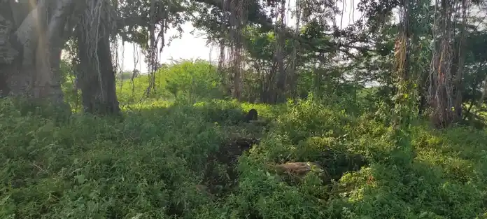 Arulmigu Karuppasamy Temple, Puthur - 621313 Temple