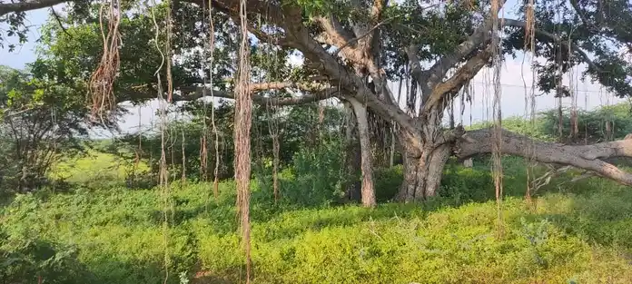 Arulmigu Karuppasamy Temple, Puthur - 621313 Arulmigu Karuppasamy Temple, Puthur - 621313, Karur - Ancient Temple Architecture and History Image 2