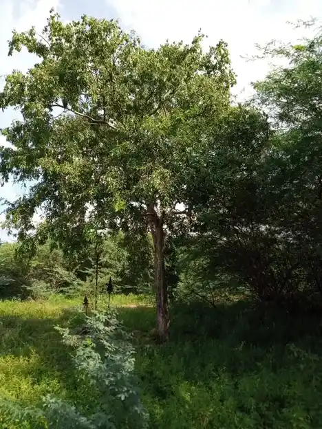 Arulmigu Karuppusamy Temple, Periyapatti - 621302 Arulmigu Karuppusamy Temple, Periyapatti - 621302, Thiruchirappalli - Ancient Temple Architecture and History Image 3