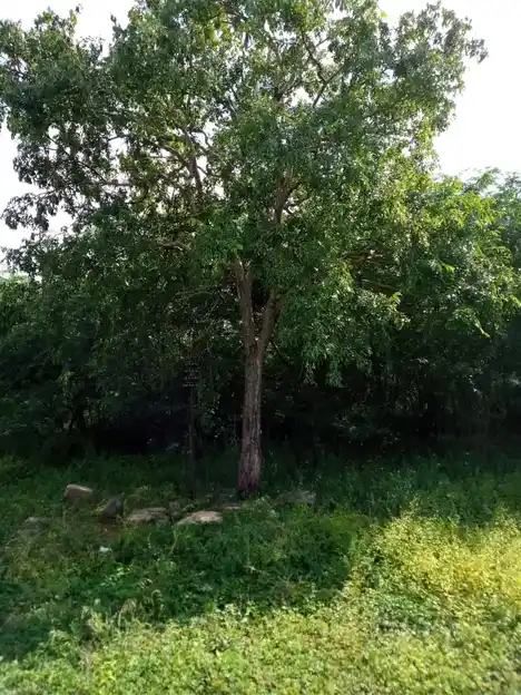 Arulmigu Karuppusamy Temple, Periyapatti - 621302 Arulmigu Karuppusamy Temple, Periyapatti - 621302, Thiruchirappalli - Ancient Temple Architecture and History Image 4