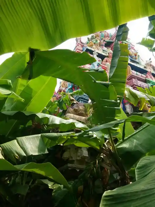 Arulmigu Kathalivaneswarar Temple, Thirukalampur, Ponnamaravathi Taluk - 622403 அருள்மிகு கதலிவனேஸ்வரர் திருக்கோயில், திருக்களம்பூர், பொன்னமராவதி வட்டம் - 622403, Pudukkottai - Ancient Temple Architecture and History Image 3