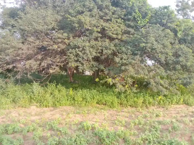 Arulmigu Kathiriyappaswamy Temple, Puligunta - 635203 அருள்மிகு கதிரியப்ப சுவாமி திருக்கோயில், புலிகொண்டா - 635203, Krishnagiri - Ancient Temple Architecture and History Image 3