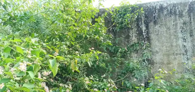 Arulmigu Kodandaramasamy Temple, Near Village Tank, Ayanallur - 601201 அருள்மிகு கோதண்டராமசாமி திருக்கோயில், Near Village Tank, Ayanallur - 601201, Tiruvallur - Ancient Temple Architecture and History Image 4