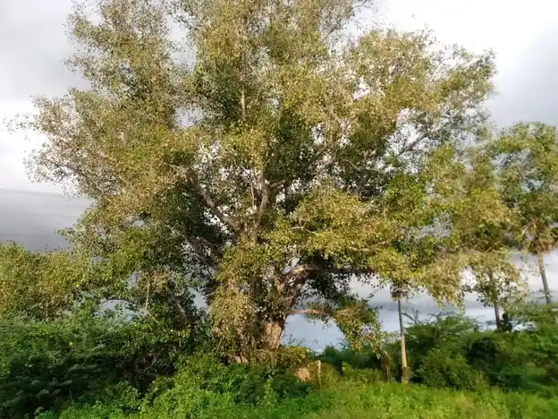 Arulmigu Kollimalai Karupaswamy Temple, Inamkovilpatti - 621305