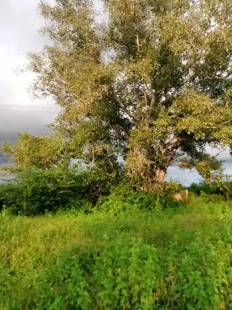Arulmigu Kollimalai Karupaswamy Temple, Inamkovilpatti - 621305 Arulmigu Kollimalai karupaswamy Temple, Inamkovilpatti - 621305, Thiruchirappalli - Ancient Temple Architecture and History Image 2