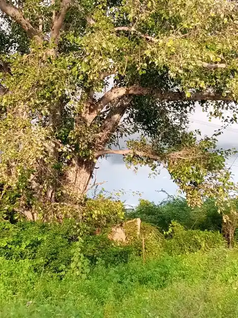 Arulmigu Kollimalai Karupaswamy Temple, Inamkovilpatti - 621305 Arulmigu Kollimalai karupaswamy Temple, Inamkovilpatti - 621305, Thiruchirappalli - Ancient Temple Architecture and History Image 3