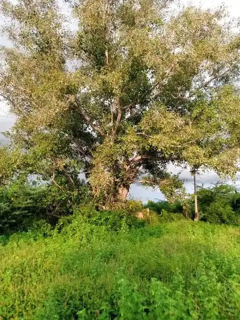 Arulmigu Kollimalai Karupaswamy Temple, Inamkovilpatti - 621305 Arulmigu Kollimalai karupaswamy Temple, Inamkovilpatti - 621305, Thiruchirappalli - Ancient Temple Architecture and History Image 4