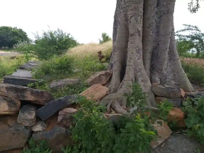Arulmigu Kollinachiyamman Temple, Vellapatty - 621301