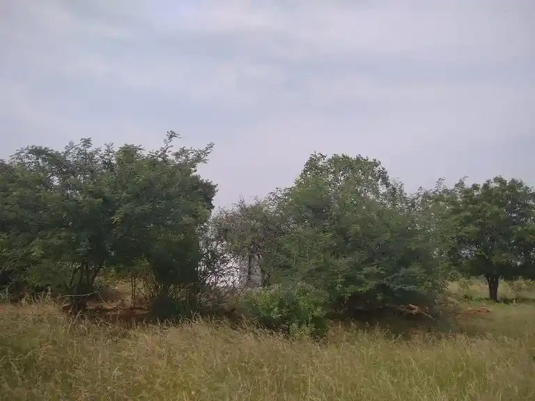 Arulmigu Kongurayan Temple, Notchipatty - 624620 அருள்மிகு கொங்குராயன் திருக்கோயில், Notchipatty - 624620, Dindigul - Ancient Temple Architecture and History Image 2