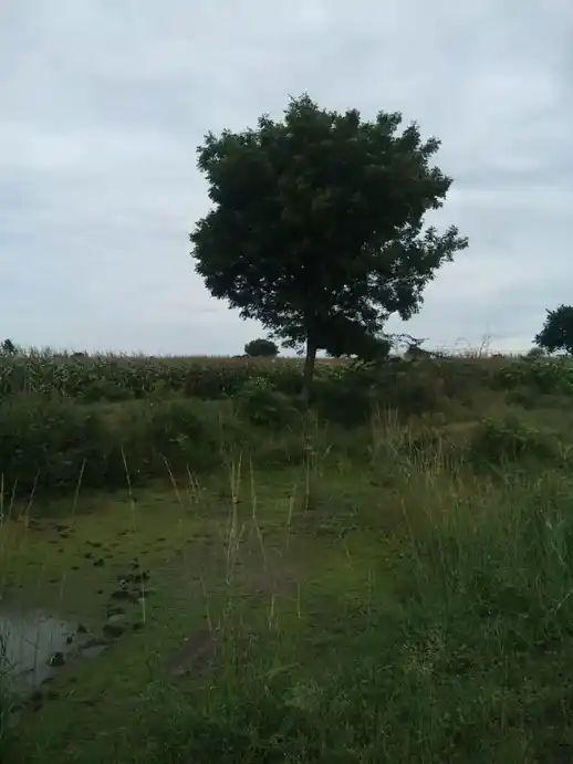 Arulmigu Koothadi Temple, Kadugur - 621705 Temple