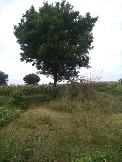 Arulmigu Koothadi Temple, Kadugur - 621705 Arulmigu Koothadi Temple,  - 621705, Ariyalur - Ancient Temple Architecture and History Image 2