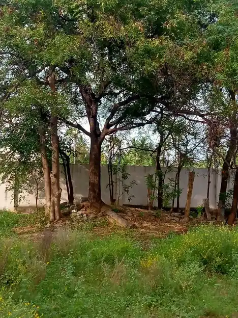 Arulmigu Koothandavar Temple, Nambiyampatty, Eranapuram - 637103 அருள்மிகு கூத்தாண்டவர் திருக்கோயில், Nambiyampatty, Eranapuram - 637103, Salem - Ancient Temple Architecture and History Image 6