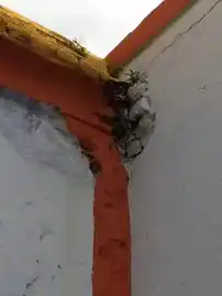 Arulmigu Kothandaramasamy Temple, Kattuveppilaipatti - 636104