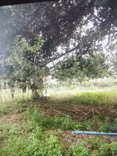 Arulmigu Kottakara Muniyandisamy Temple, Vaiyampatti - 621307 Arulmigu Kottakara Muniyandisamy Temple, Vaiyampatti - 621307, Thiruchirappalli - Ancient Temple Architecture and History Image 4