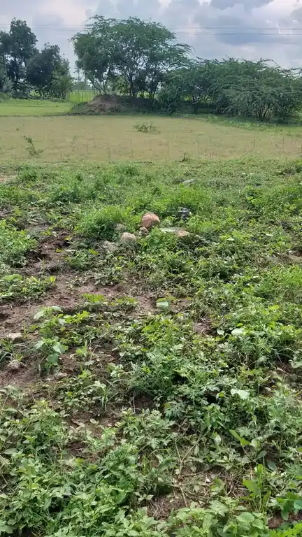 Arulmigu Kovilur Ammacyar Temple, Kovilankulam - 625514