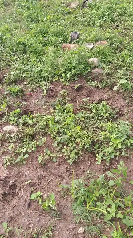 Arulmigu Kovilur Ammacyar Temple, Kovilankulam - 625514 அருள்மிகு அம்மச்சியார் திருக்கோயில், Kovilankulam - 625514, Madurai - Ancient Temple Architecture and History Image 2