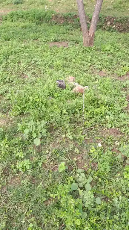 Arulmigu Kovilur Ammacyar Temple, Kovilankulam - 625514 அருள்மிகு அம்மச்சியார் திருக்கோயில், Kovilankulam - 625514, Madurai - Ancient Temple Architecture and History Image 3