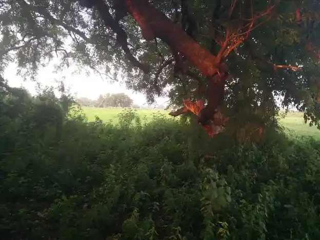 Arulmigu Kullagoundanoor Muniyappan Temple, Kullagoundanur - 624620 Arulmigu Kullagoundanoor Muniyappan Temple, Kullagoundanur - 624620, Dindigul - Ancient Temple Architecture and History Image 8