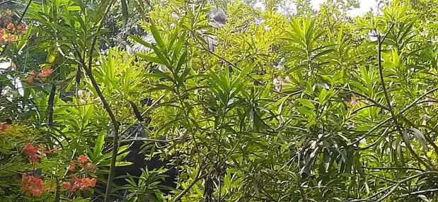 Arulmigu Lakhsminarayana Perumal Temple, Sirunangoor - 609811 அருள்மிகு லெஷ்மிநாராயண பெருமாள் ஆலயம், Sirunangoor - 609811, Mayiladuthurai - Ancient Temple Architecture and History Image 11