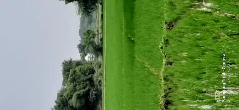 Arulmigu Lakshminarayanasamy Temple, Rajasooriyanpettai - 609202 அருள்மிகு லஷ்மி நாராயண பெருமாள் திருக்கோயில், Rajasooriyanpettai - 609202, Mayiladuthurai - Ancient Temple Architecture and History Image 3