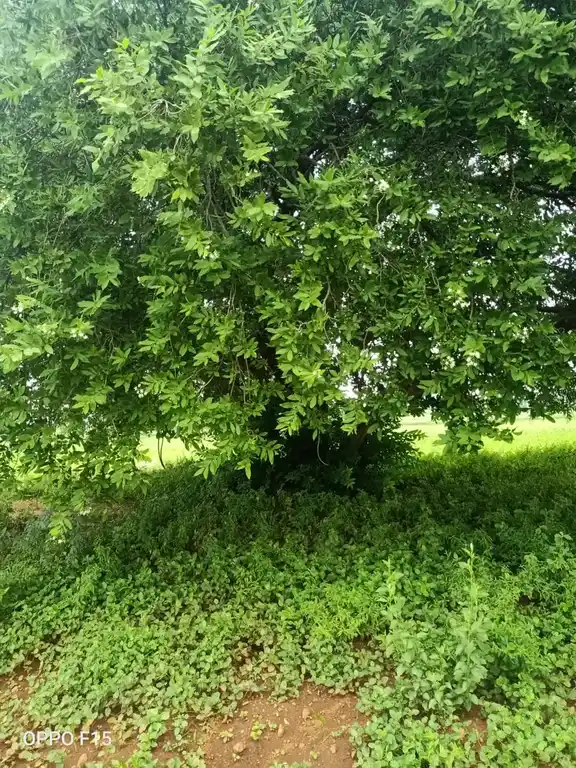 Arulmigu Madhanayakkanpatti Jakkalamman Temple, Madhanayakanpatti - 624620