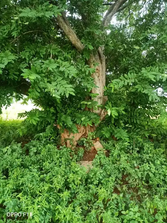 Arulmigu Madhanayakkanpatti Jakkalamman Temple, Madhanayakanpatti - 624620 அருள்மிகு மாதாநாயக்கன்பட்டி ஜக்காலம்மன் கோயில், Madhanayakanpatti - 624620, Dindigul - Ancient Temple Architecture and History Image 2