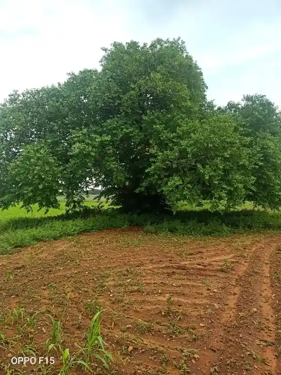Arulmigu Madhanayakkanpatti Jakkalamman Temple, Madhanayakanpatti - 624620 அருள்மிகு மாதாநாயக்கன்பட்டி ஜக்காலம்மன் கோயில், Madhanayakanpatti - 624620, Dindigul - Ancient Temple Architecture and History Image 3