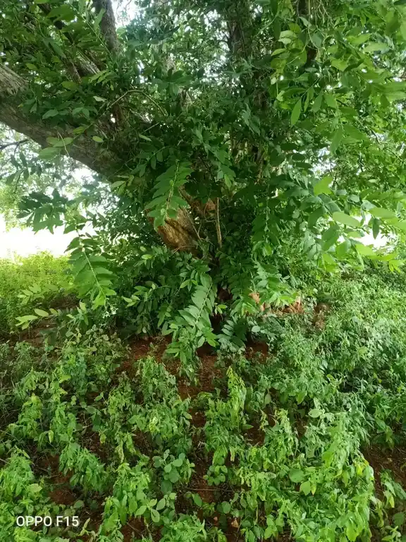 Arulmigu Madhanayakkanpatti Jakkalamman Temple, Madhanayakanpatti - 624620 அருள்மிகு மாதாநாயக்கன்பட்டி ஜக்காலம்மன் கோயில், Madhanayakanpatti - 624620, Dindigul - Ancient Temple Architecture and History Image 4