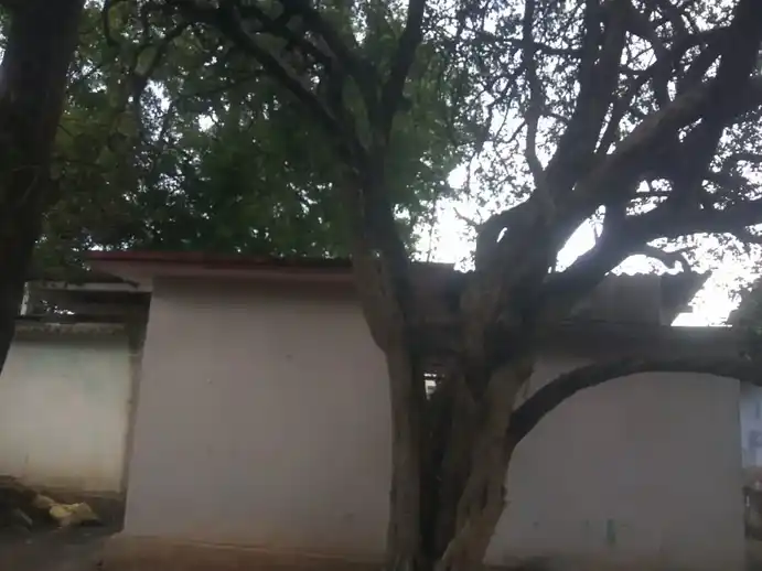 Arulmigu Maduraiveeran Temple, Devampadivalasu - 642005 Arulmigu Maduraiveeran Temple, Devampadivalasu - 642005, Coimbatore - Ancient Temple Architecture and History Image 2