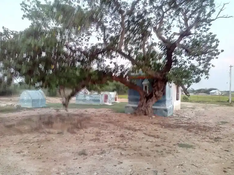 Arulmigu Maduraiveeran Temple, Kaarkkamangalam - 614618 அருள்மிகு மதுரைவீரன் திருக்கோயில், Kaarkkamangalam - 614618, Pudukkottai - Ancient Temple Architecture and History Image 3