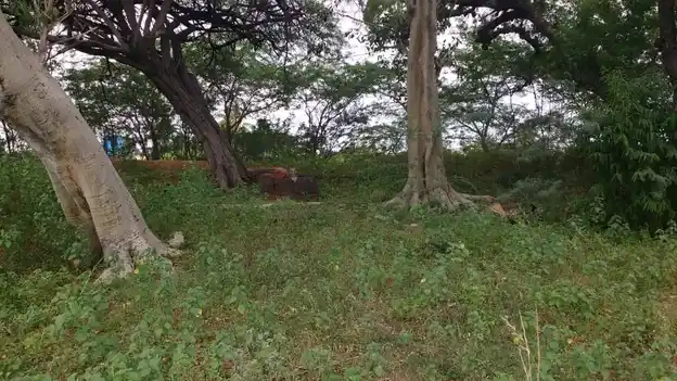 Arulmigu Maduraiveeran Temple, Maatthur - 622515 அருள்மிகு மதுரைவீரன் திருக்கோயில், Maatthur - 622515, Pudukkottai - Ancient Temple Architecture and History Image 3