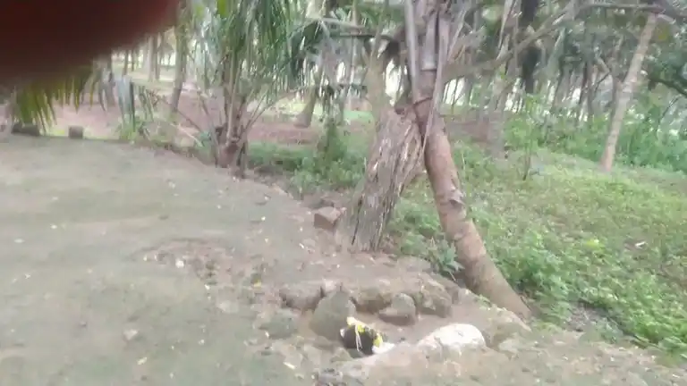 Arulmigu Maduraiveeran Temple, Singgarampalayam - 642109 அருள்மிகு மதுரைவீரன் திருக்கோயில், Singgarampalayam - 642109, Coimbatore - Ancient Temple Architecture and History Image 4