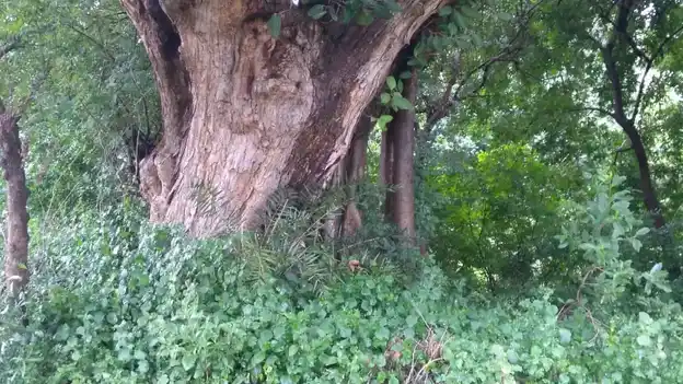 Arulmigu Maduraiveeran Temple, Veppankuzhi - 621653 Arulmigu Maduraiveeran Temple,  - 621653, Ariyalur - Ancient Temple Architecture and History Image 4