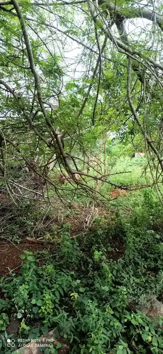 Arulmigu Mahakaliyamman Temple, Theathur, Alampatti - 621311 Arulmigu Mahakaliyamman Temple, , - 621311, Thiruchirappalli - Ancient Temple Architecture and History Image 2
