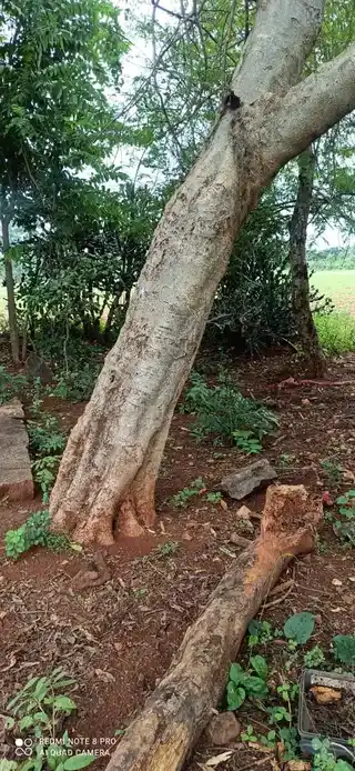 Arulmigu Mahakaliyamman Temple, Theathur, Alampatti - 621311 Arulmigu Mahakaliyamman Temple, , - 621311, Thiruchirappalli - Ancient Temple Architecture and History Image 3