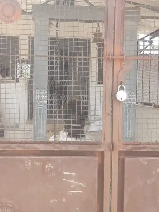 Arulmigu Mahaliamman Temple, Karukkuppalayam - 638312 அருள்மிகு மாகாளியம்மன் திருக்கோயில், Karukkuppalayam - 638312, Erode - Ancient Temple Architecture and History Image 2