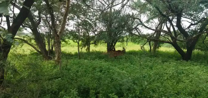 Arulmigu Malaikkoil, Eranyamangalam - 639107 அருள்மிகு மாலைக்கோயில், இரண்யமங்கலம், குளித்தலை, கரூர். கோயில், Eranyamangalam - 639107, Karur - Ancient Temple Architecture and History Image 4