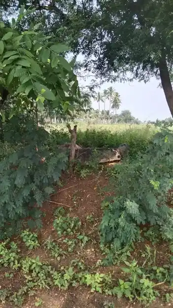 Arulmigu Malaikovil, Thennampatti - 624802 அருள்மிகு மலைக்கோயில்-தென்னம்பட்டி, வேடசந்தூர், திண்டுக்கல். கோயில், Thennampatti - 624802, Dindigul - Ancient Temple Architecture and History Image 5