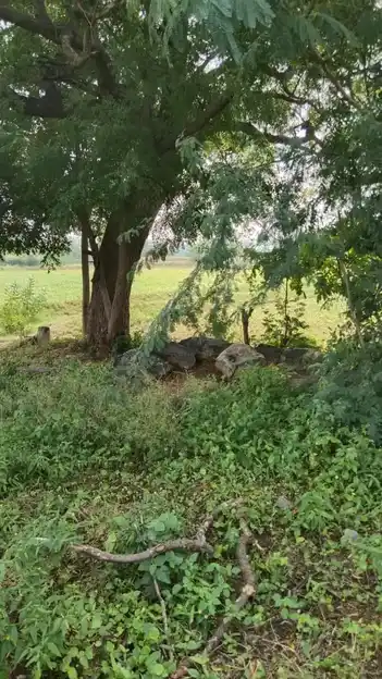 Arulmigu Malaikovil, Thennampatti - 624802 அருள்மிகு மலைக்கோயில்-தென்னம்பட்டி, வேடசந்தூர், திண்டுக்கல். கோயில், Thennampatti - 624802, Dindigul - Ancient Temple Architecture and History Image 6