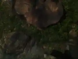 Arulmigu Malaiyadi Ayyanar Temple, Pulavanaarkudi - 622002 அருள்மிகு மலையடி அய்யனார் திருக்கோயில், Pulavanaarkudi - 622002, Pudukkottai - Ancient Temple Architecture and History Image 4