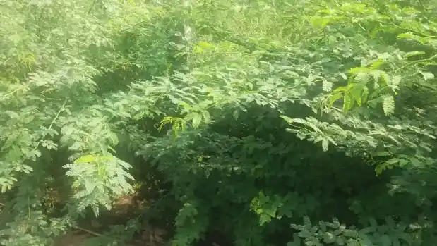 Arulmigu Malakovil, Nandhakattuvalasu, Nandhakattuvalasu - 638052 அருள்மிகு மாலாக்கோயில், நத்தக்காட்டுவலசு, சிங்காநல்லூர், பெருந்துறை கோயில், நத்தக்காட்டுவலசு, Nandhakattuvalasu - 638052, Erode - Ancient Temple Architecture and History Image 4