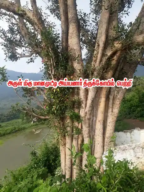 Arulmigu Manamuthayyanar Temple, Shenkottai - 627809 Arulmigu Manamuthayyanar Temple, Shenkottai - 627809, Tenkasi - Ancient Temple Architecture and History Image 2