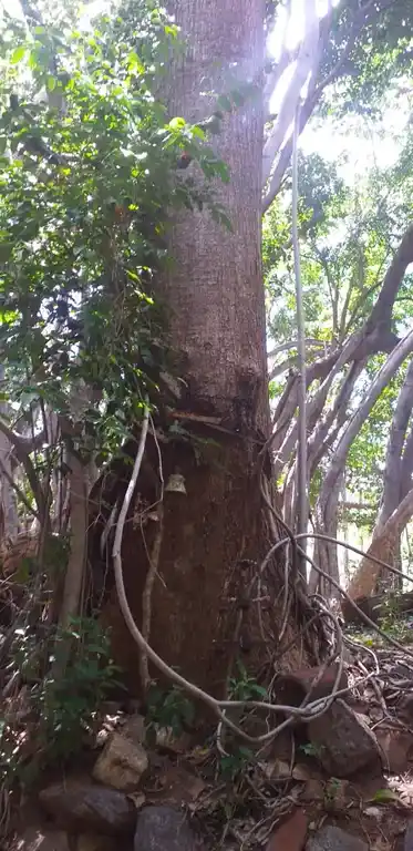 Arulmigu Mankombumalai Kannimaar Temple, Baganatham - 624702 அருள்மிகு மான்கொம்பு மலை கன்னிமார் திருக்கோயில், Baganatham - 624702, Dindigul - Ancient Temple Architecture and History Image 2