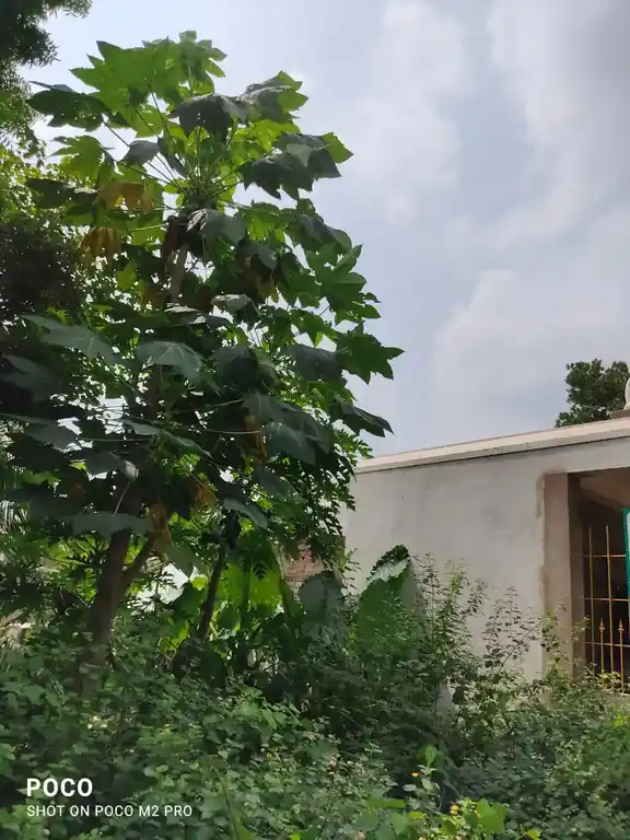 Arulmigu Mannar Swamy Temple, C.Npalayam - 607401 அருள்மிகு மன்னார்சாமி திருக்கோயில், C.Npalayam - 607401, Cuddalore - Ancient Temple Architecture and History Image 2