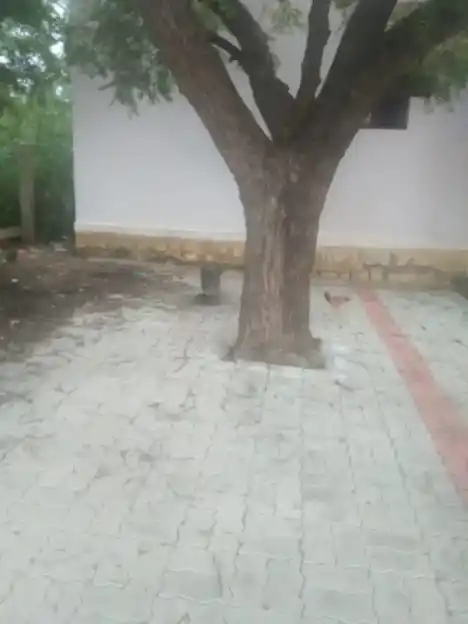 Arulmigu Manthaiamman Temple, Sinthupatti - 625529 மந்தையம்மன் திருக்கோயில், Sinthupatti - 625529, Madurai - Ancient Temple Architecture and History Image 2