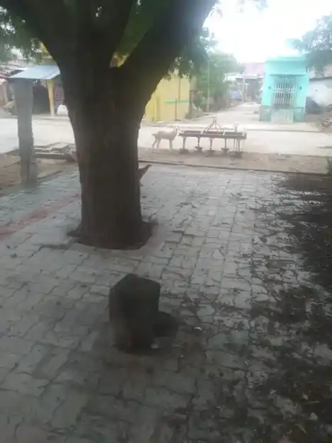 Arulmigu Manthaiamman Temple, Sinthupatti - 625529 மந்தையம்மன் திருக்கோயில், Sinthupatti - 625529, Madurai - Ancient Temple Architecture and History Image 3