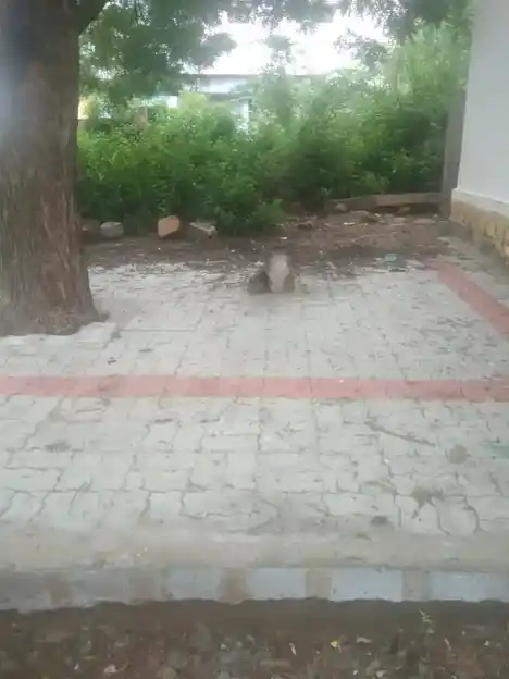 Arulmigu Manthaiamman Temple, Sinthupatti - 625529 மந்தையம்மன் திருக்கோயில், Sinthupatti - 625529, Madurai - Ancient Temple Architecture and History Image 4