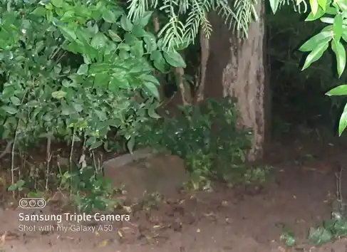 Arulmigu Manthaikulam Kannimar Temple, Madur - 624306 Arulmigu Manthaikulam Kannimar Temple, Madur - 624306, Dindigul - Ancient Temple Architecture and History Image 4